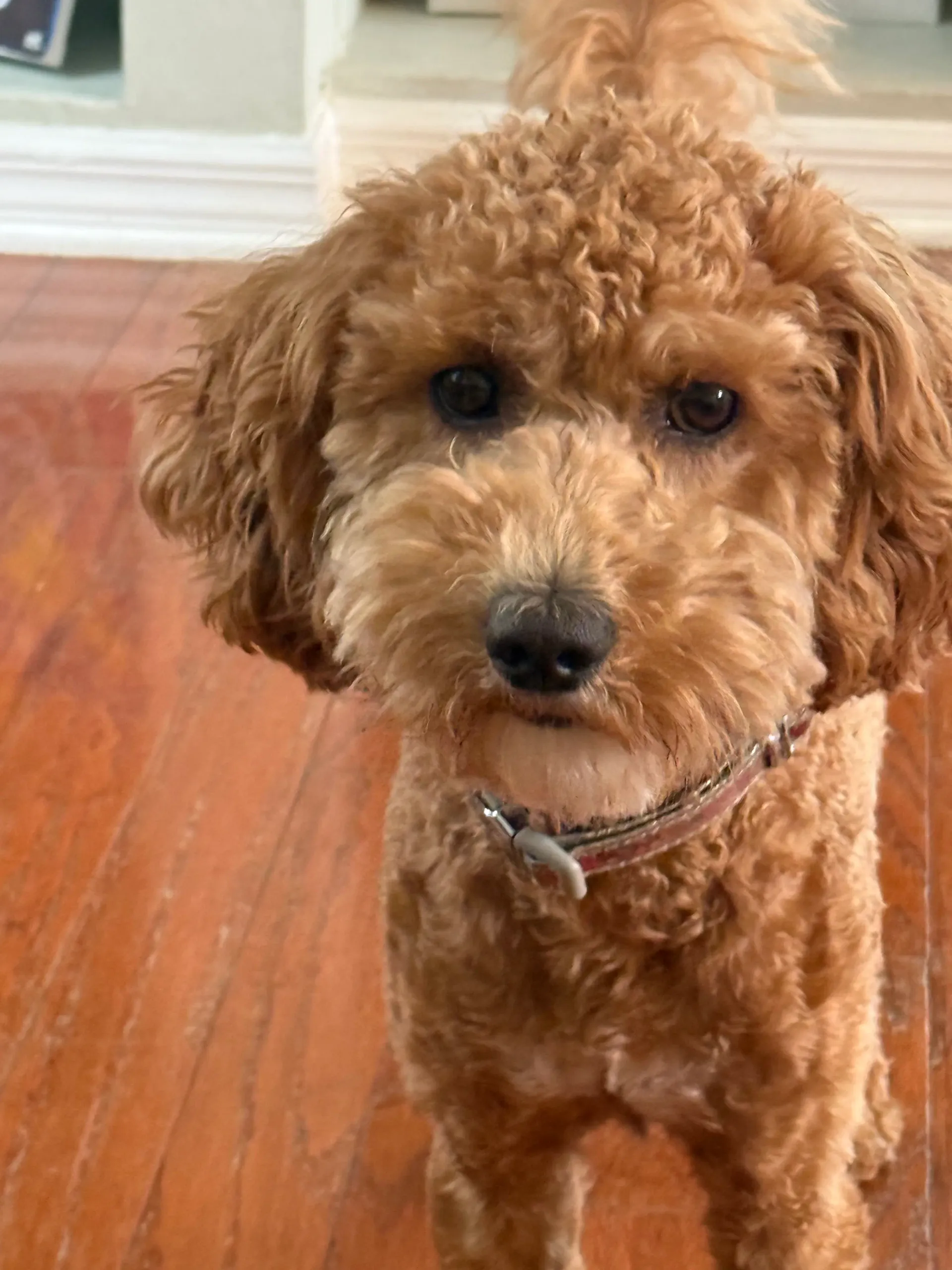Theodora, a curly-haired apricot-colored dog sitting on a wood floor